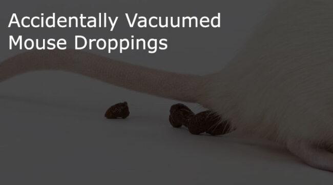 Accidentally Vacuumed Mouse Droppings